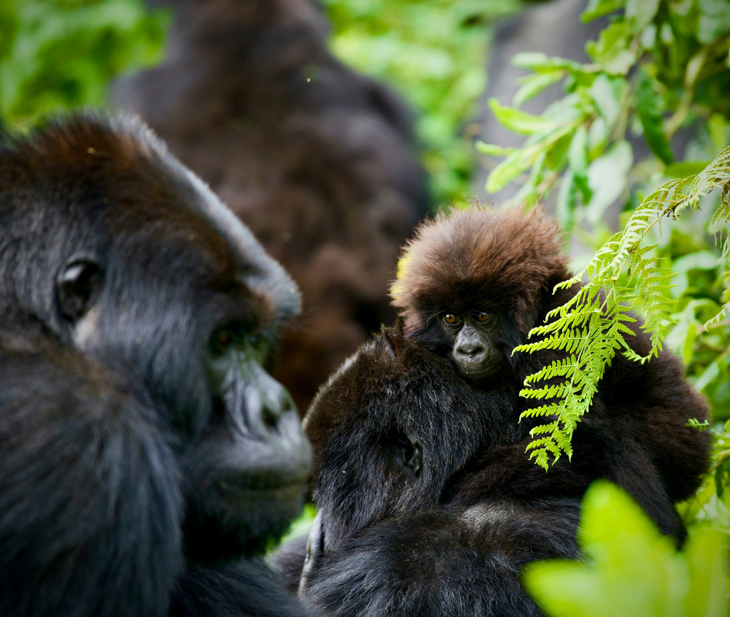 Gorillas of Rwanda
